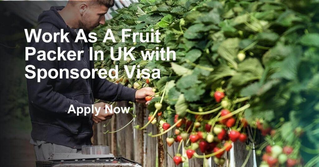 Work As A Fruit Packer In UK with Sponsored Visa