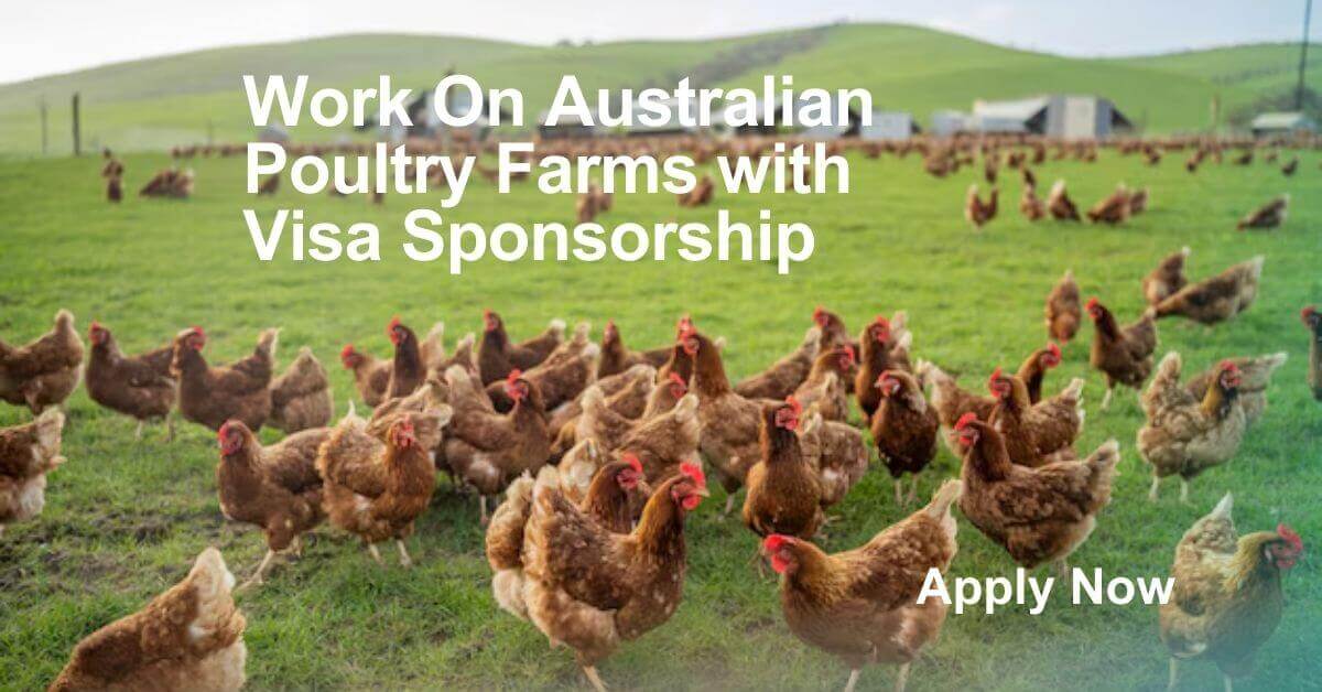 Work On Australian Poultry Farms with Visa Sponsorship