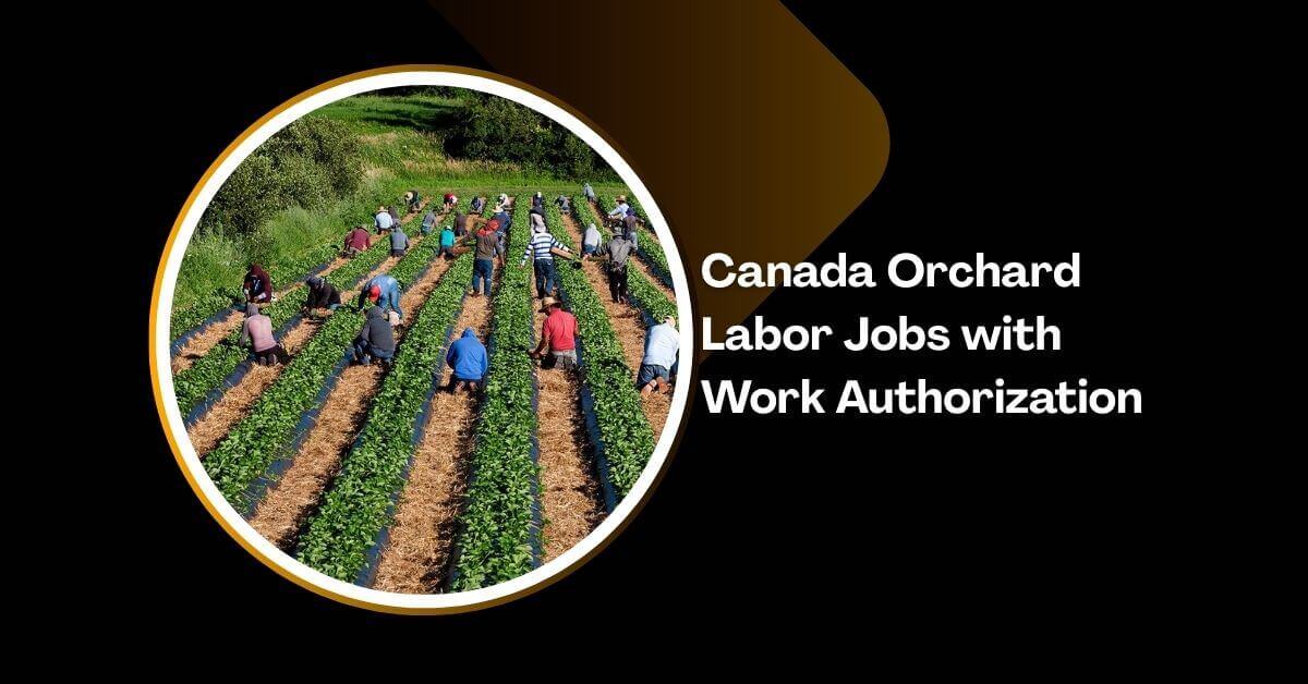 Canada Orchard Labor Jobs with Work Authorization