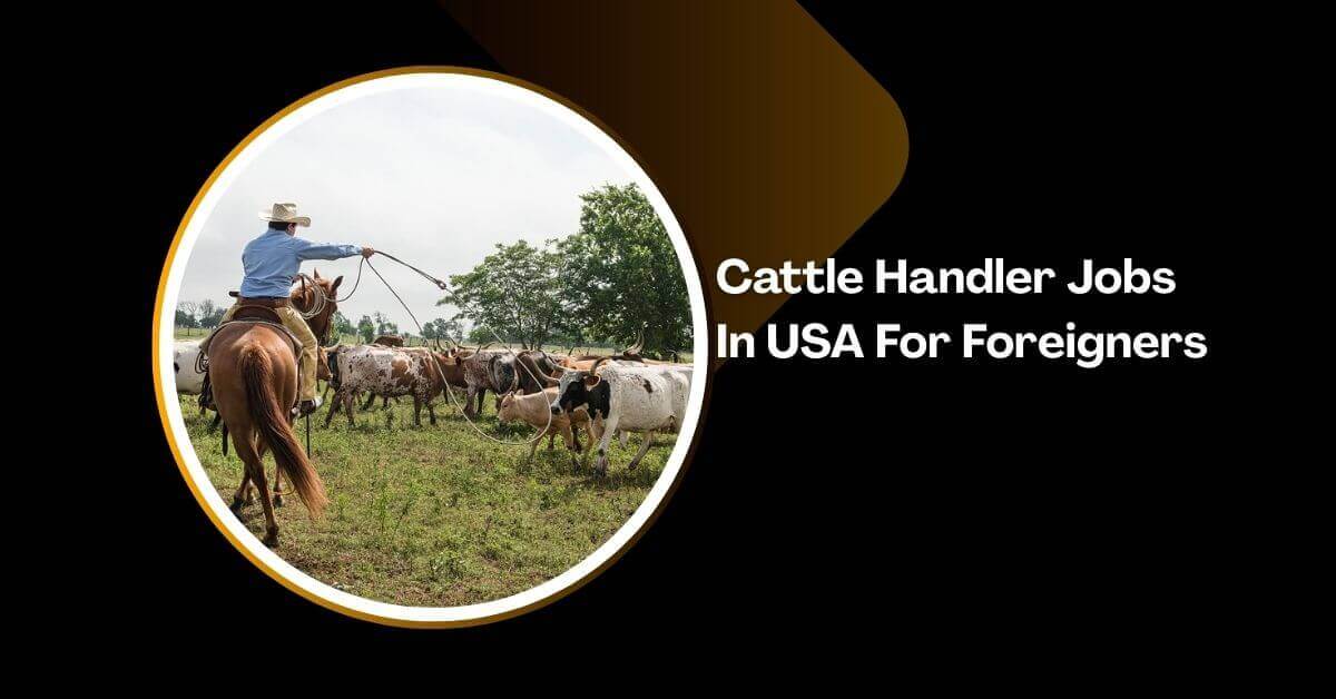 Cattle Handler Jobs In USA For Foreigners