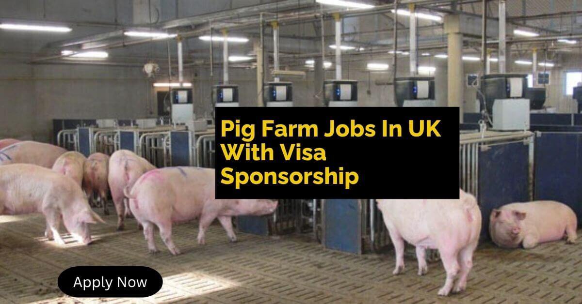 Pig Farm Jobs In UK With Visa Sponsorship