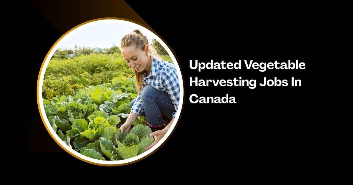 Updated Vegetable Harvesting Jobs In Canada
