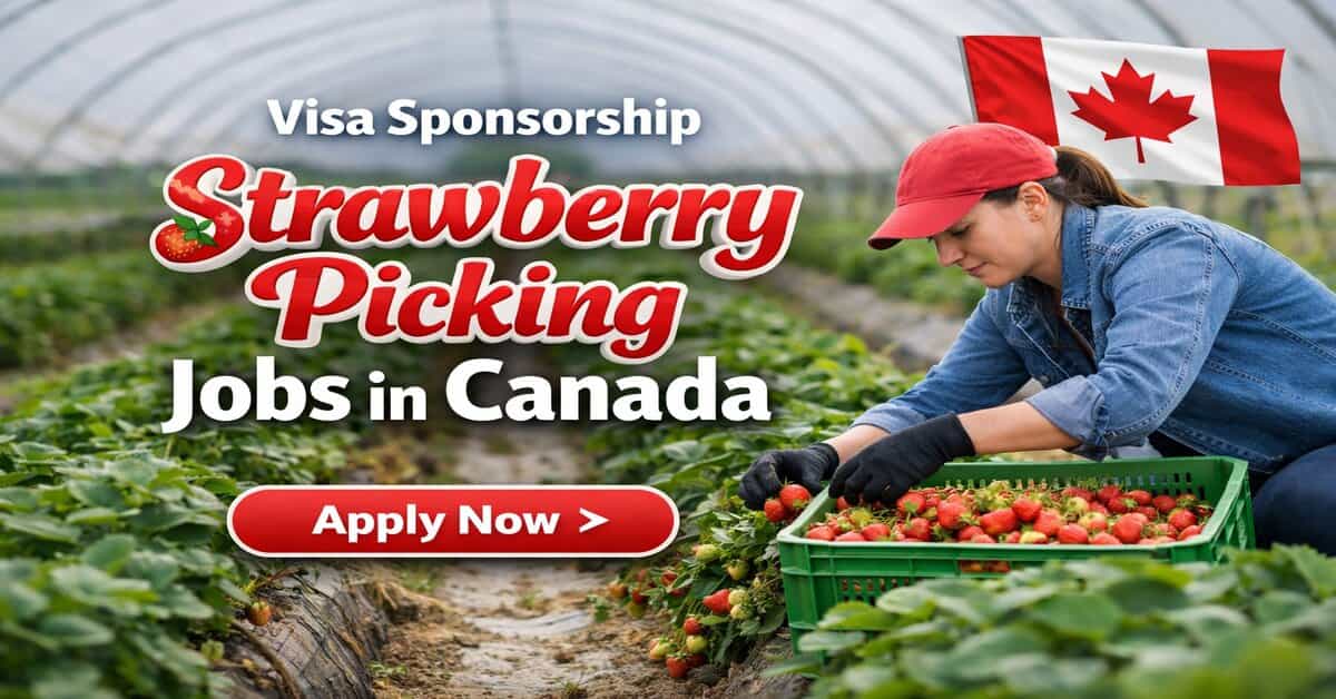 Visa Sponsorship Strawberry Picking Jobs in Canada