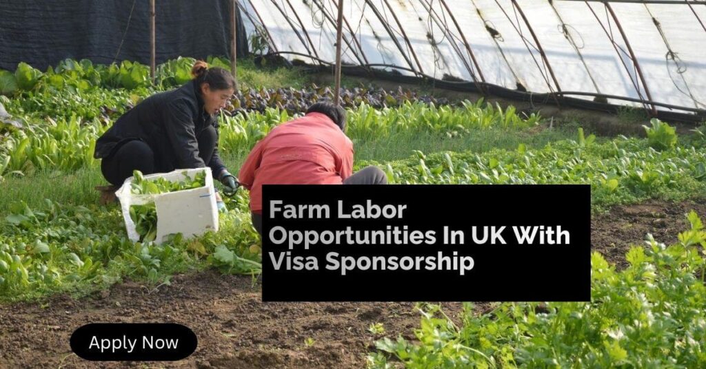Farm Labor Opportunities In UK With Visa Sponsorship