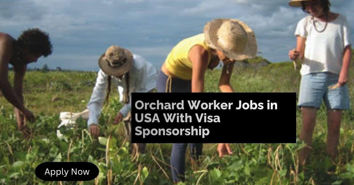 Orchard Worker Jobs in USA With Visa Sponsorship