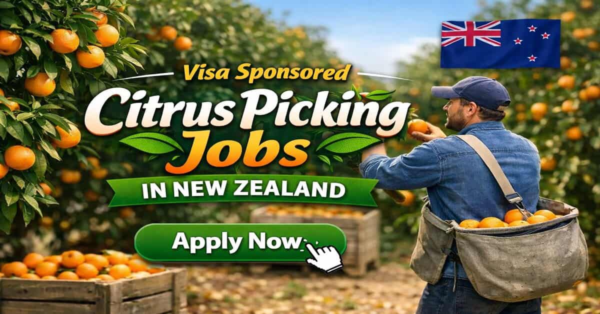 Visa Sponsored Citrus Picking Jobs in New Zealand