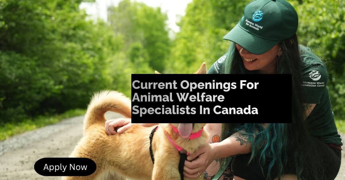 Current Openings For Animal Welfare Specialists In Canada