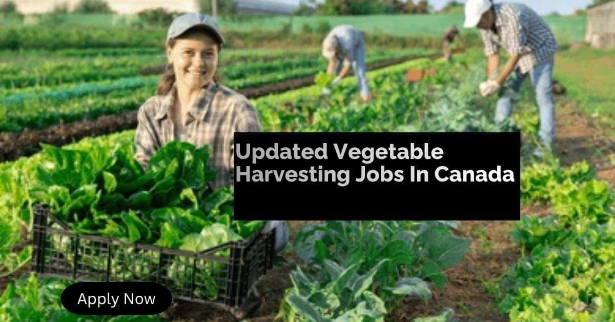 Updated Vegetable Harvesting Jobs In Canada