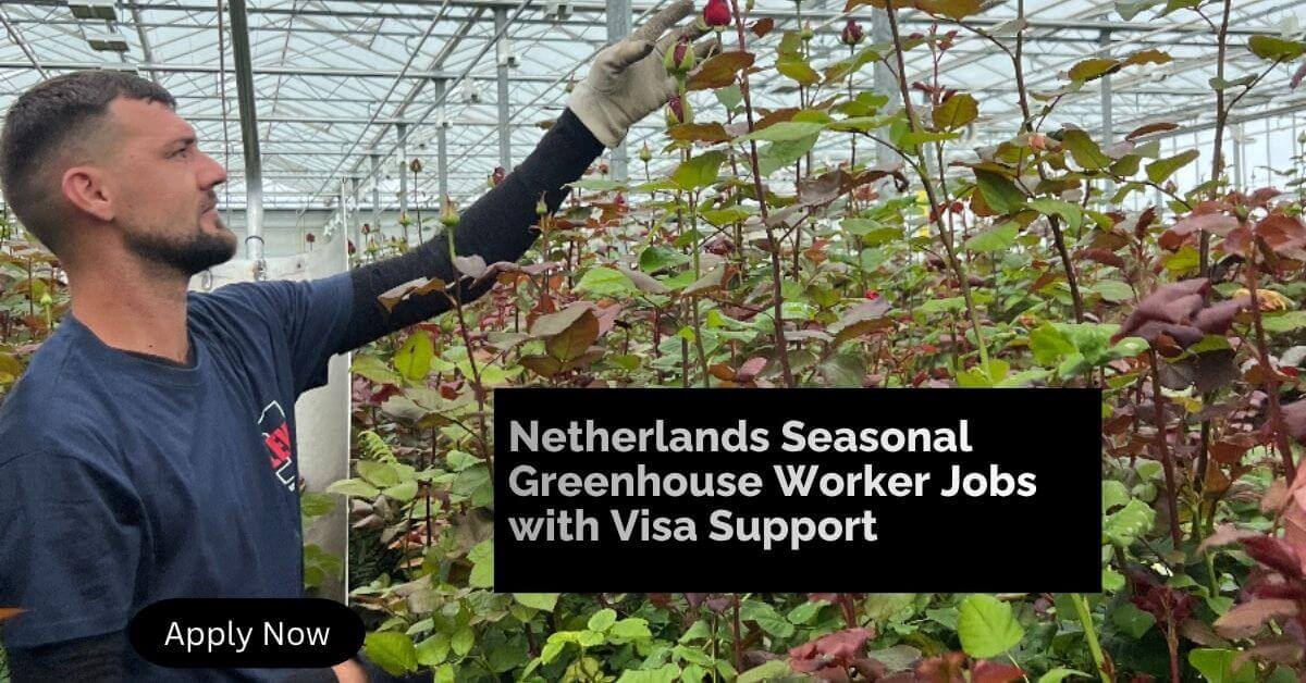 Netherlands Seasonal Greenhouse Worker Jobs with Visa Support